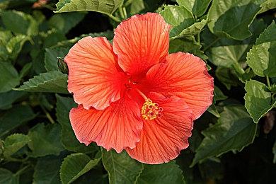 《跑车浪漫旅7》PS奖杯曝光 游戏3月4日发售